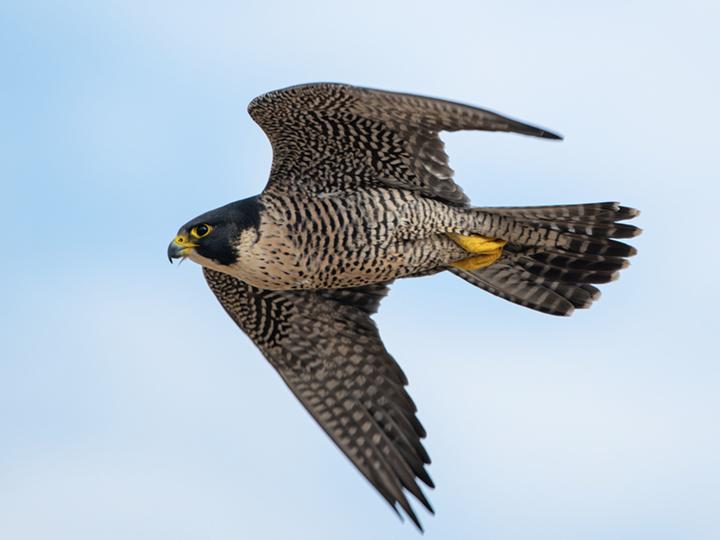 Halcón Peregrino