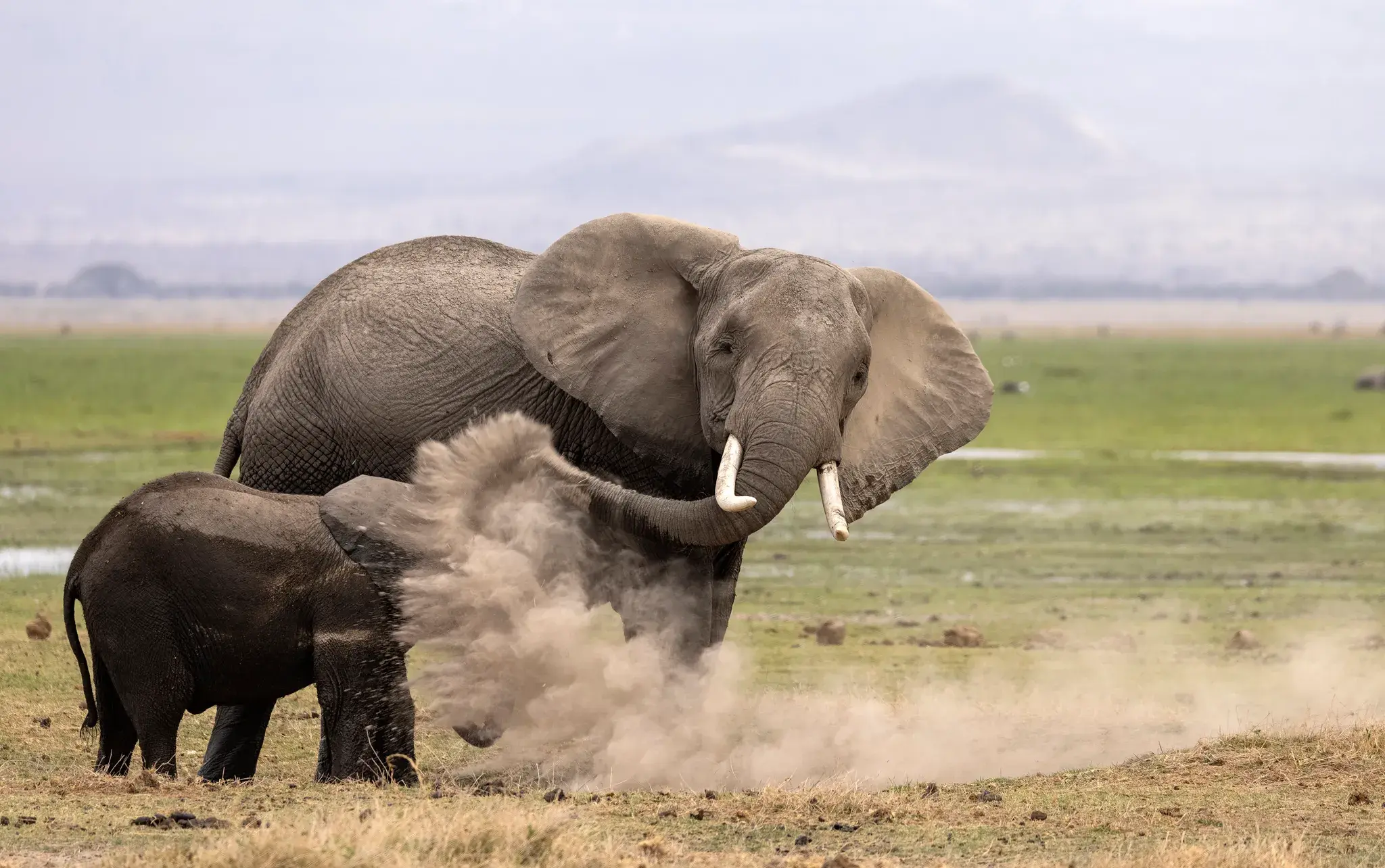 Lessons - Nikon Comedy Wildlife Awards 2026