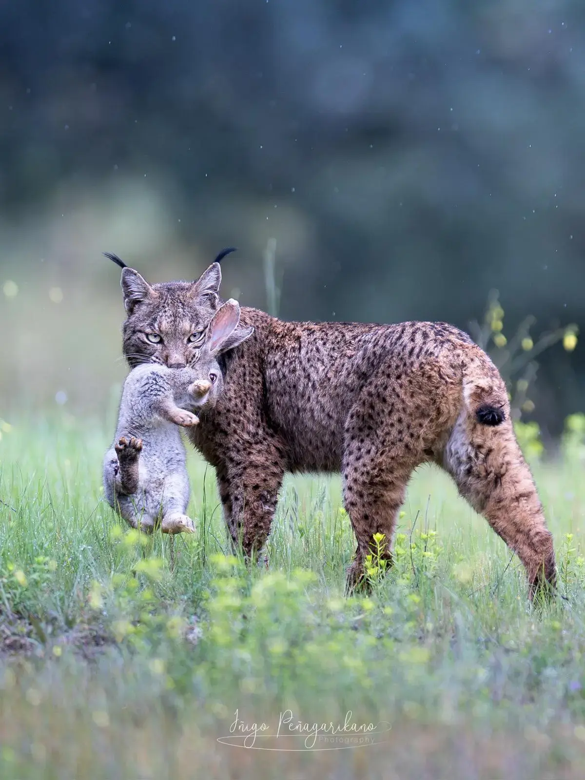 Lince ibérico con un conejo en la boca, su principal presa en la naturaleza.