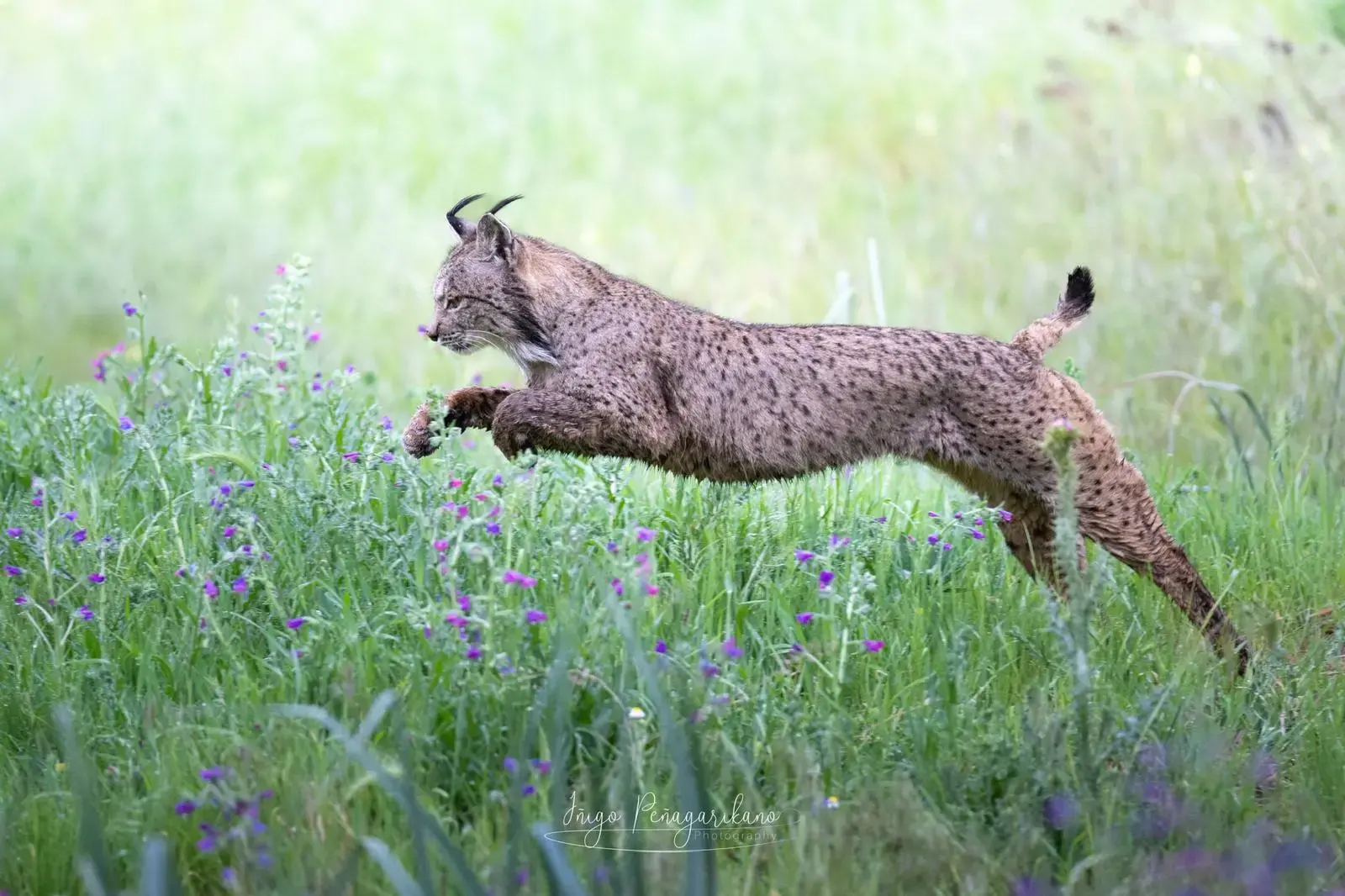 Lince ibérico saltando, mostrando el patrón de manchas oscuras de su pelaje.