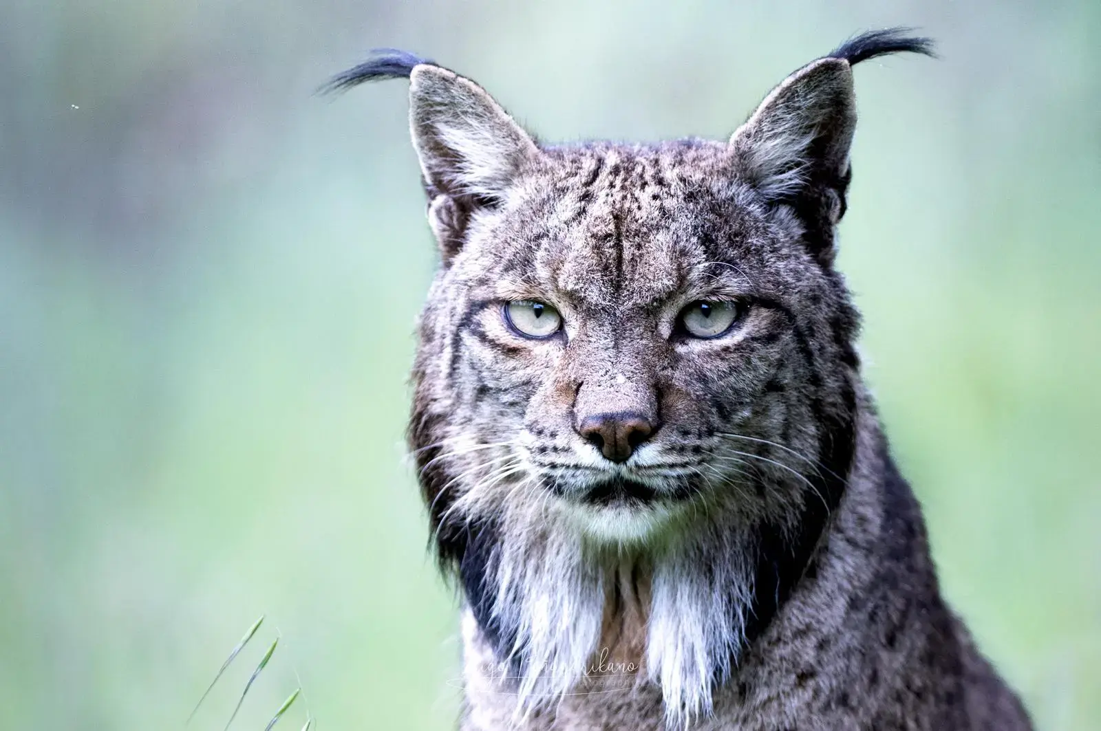 Primer plano del rostro de un lince ibérico, con pinceles en las orejas y barba facial
