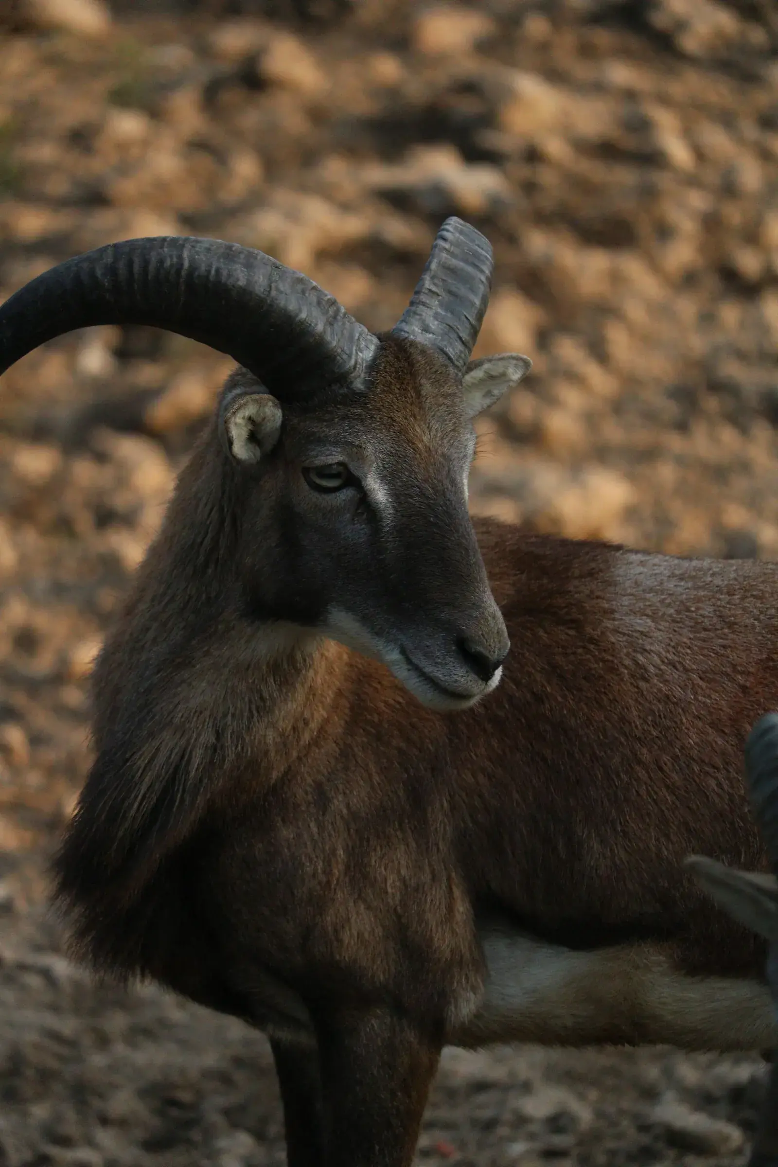 Fotografía detallada de un arruí (Ammotragus lervia) en su hábitat rocoso natural