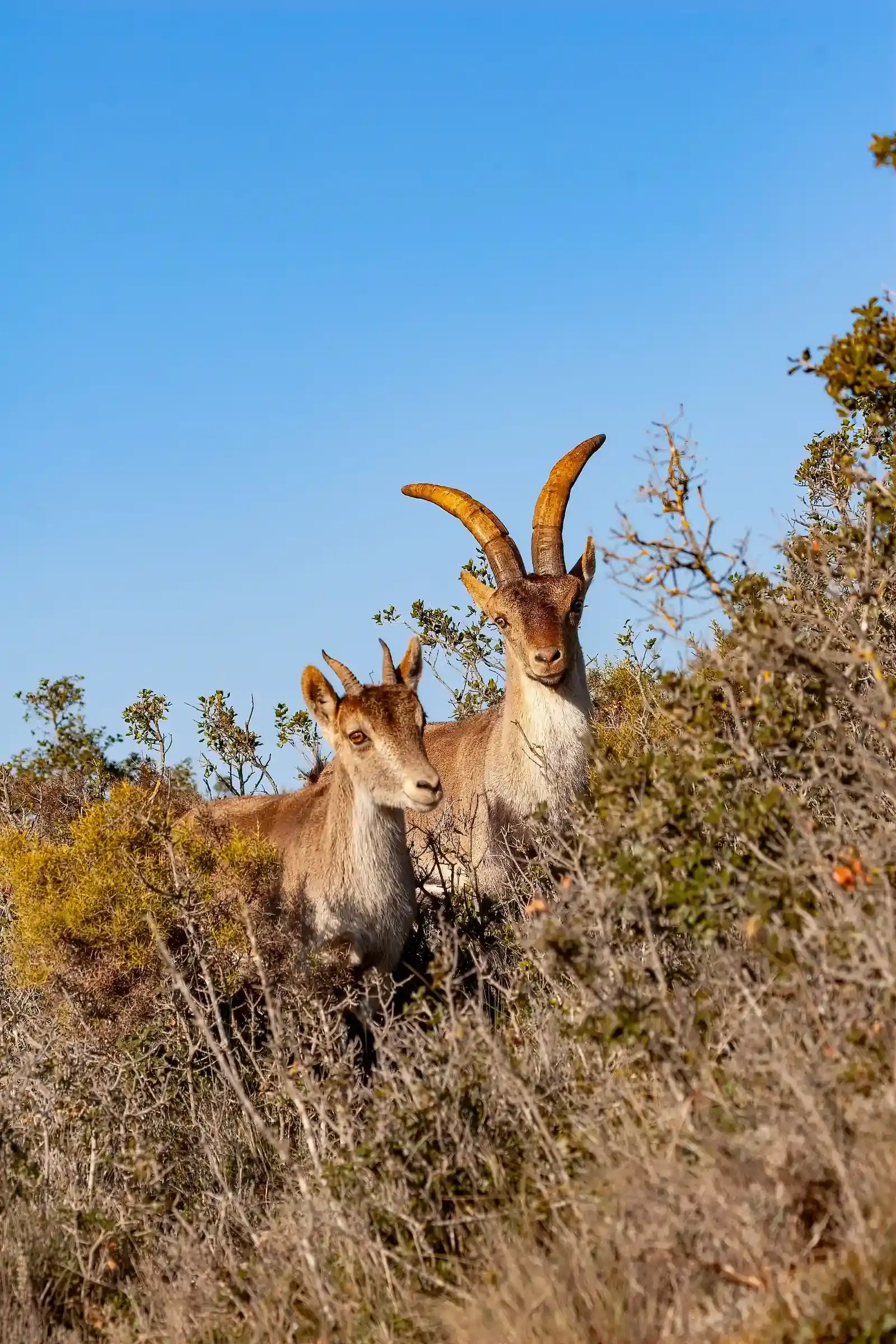 Macho y hembra de cabra montés entre matorral en un entorno natural