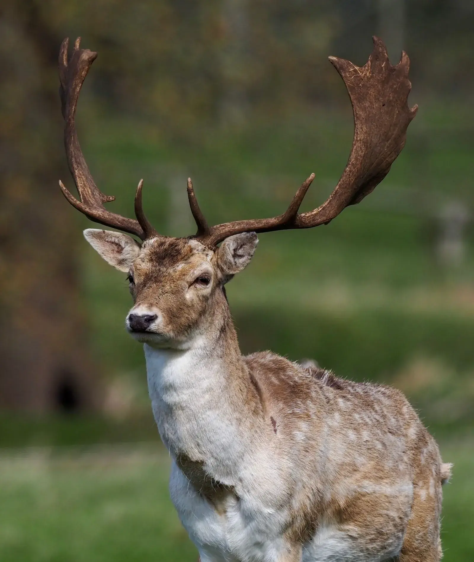 Gamo macho con grandes cuernas palmeadas en un entorno natural