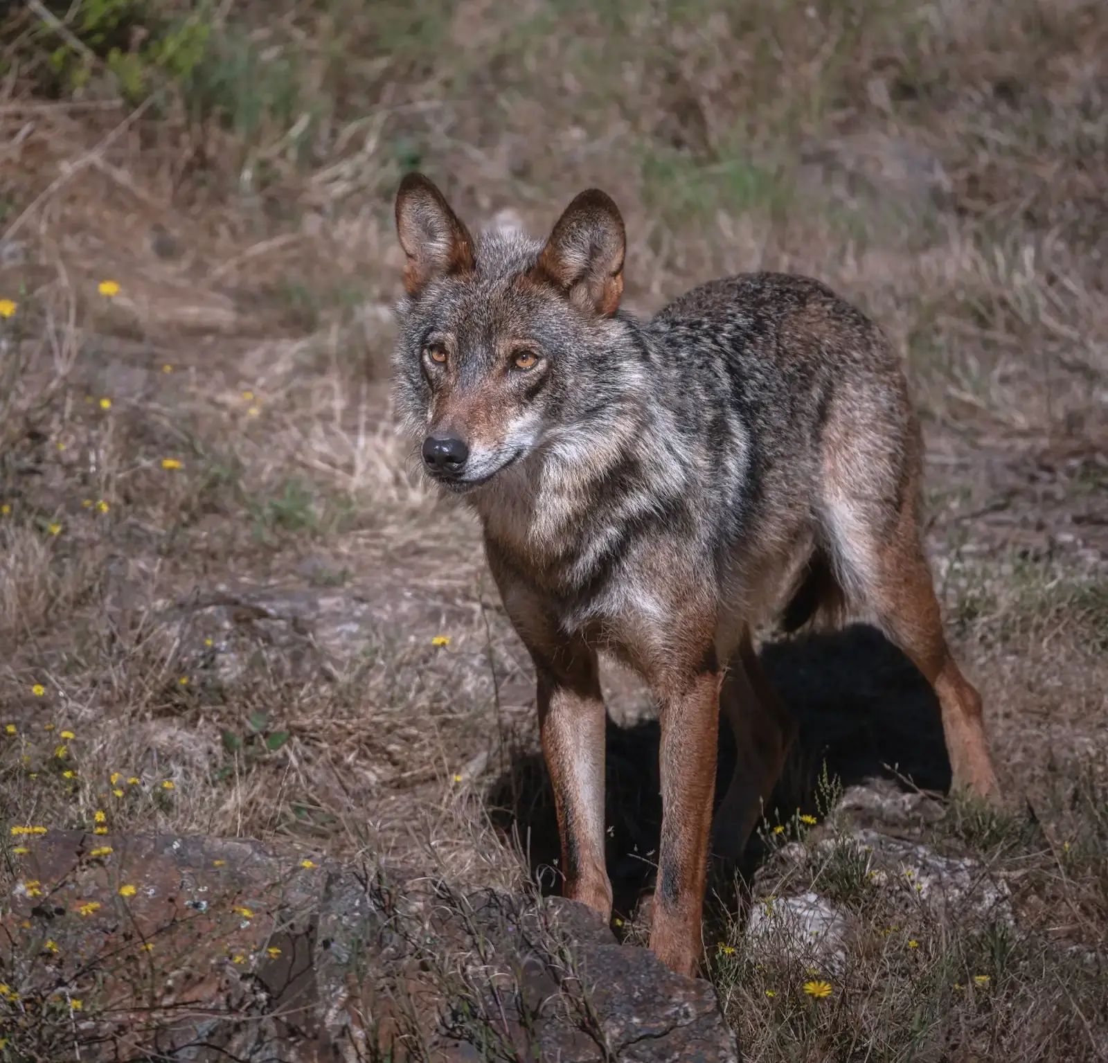 Lobo ibérico de pie entre matorral y rocas