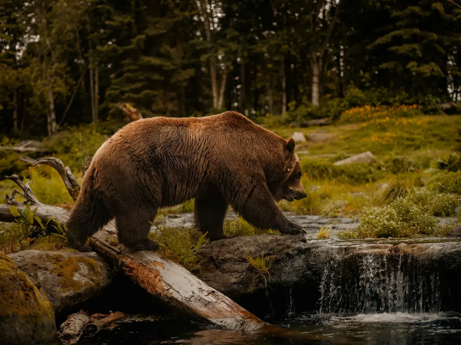 Oso pardo caminando en un hábitat forestal