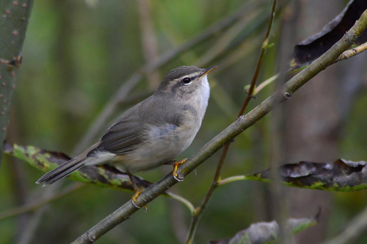 Mosquitero Sombrío