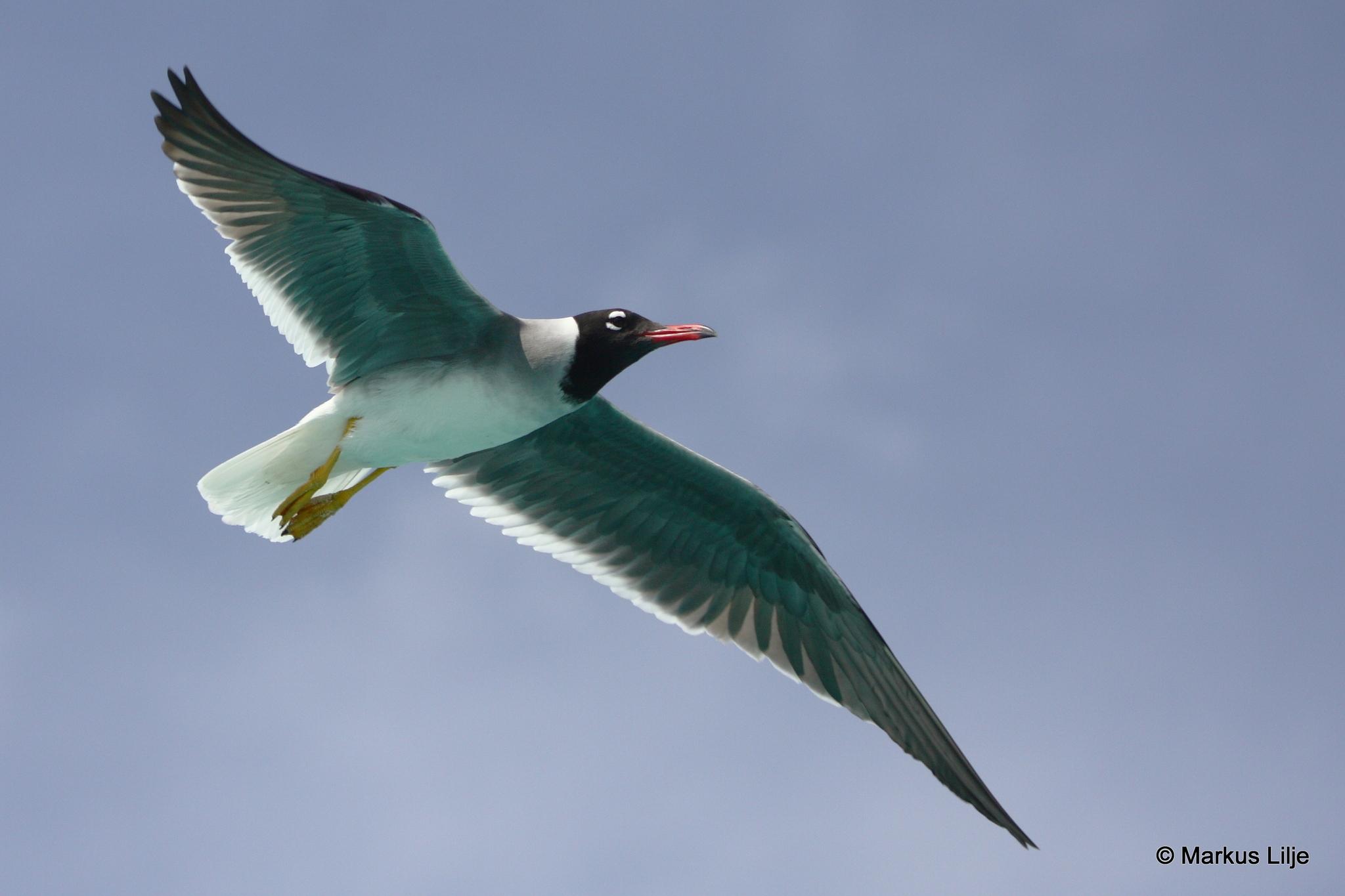 Gaviota Ojiblanca