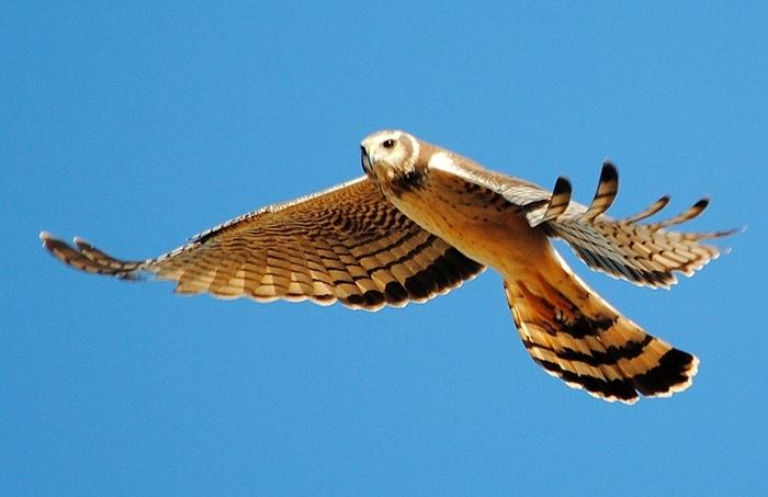 Aguilucho de Azara