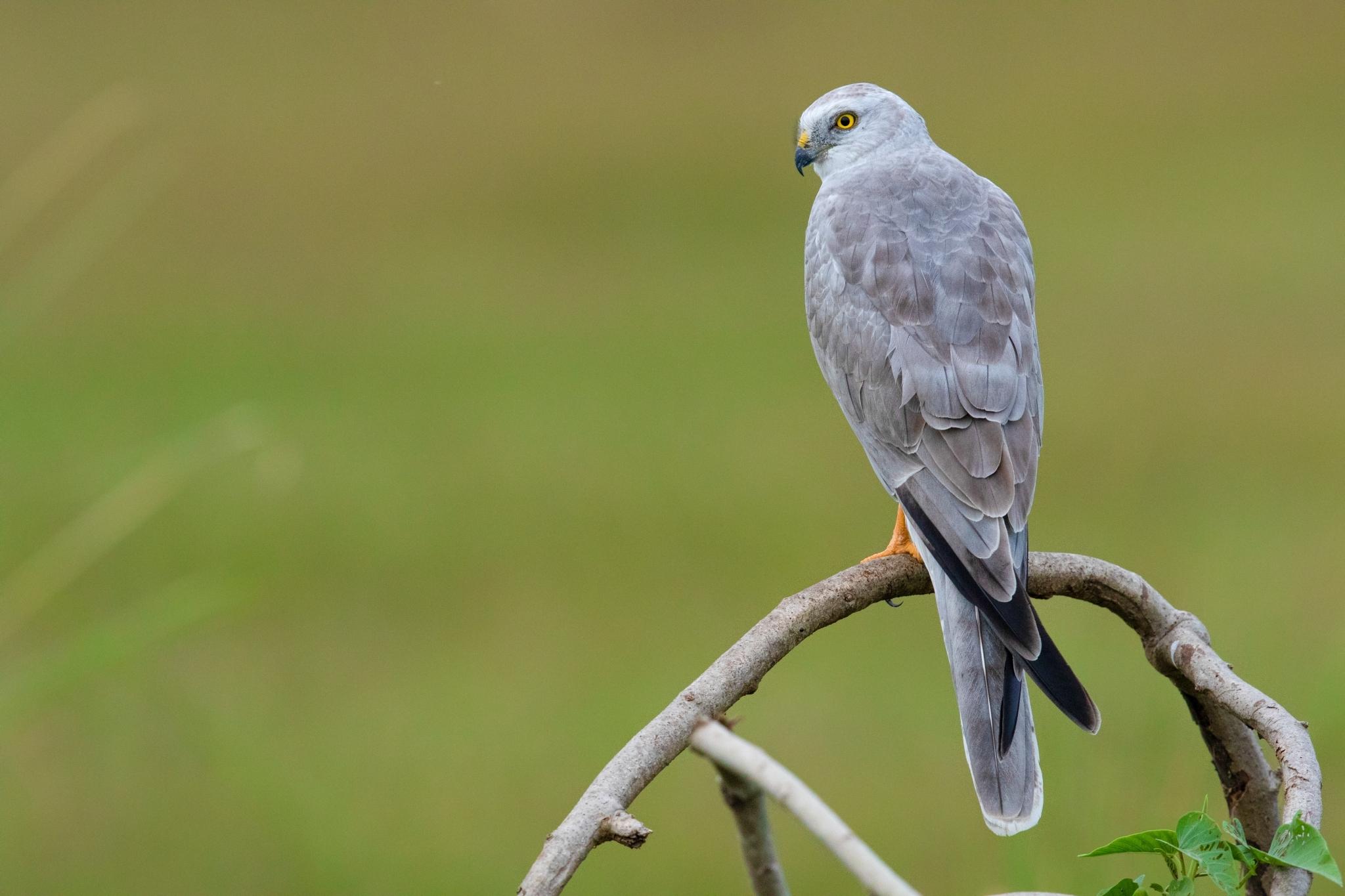 Aguilucho papialbo
