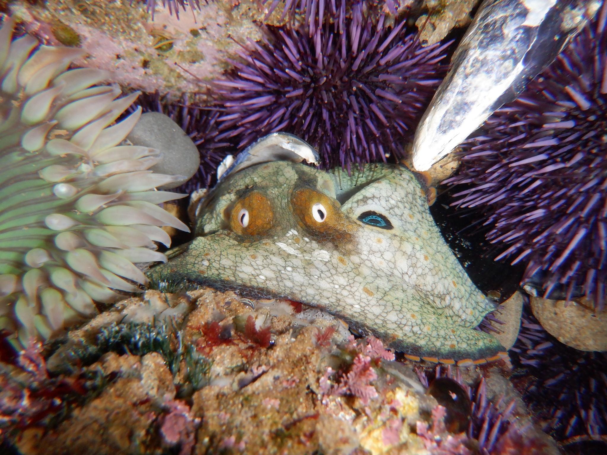 Pulpo de dos manchas californiano