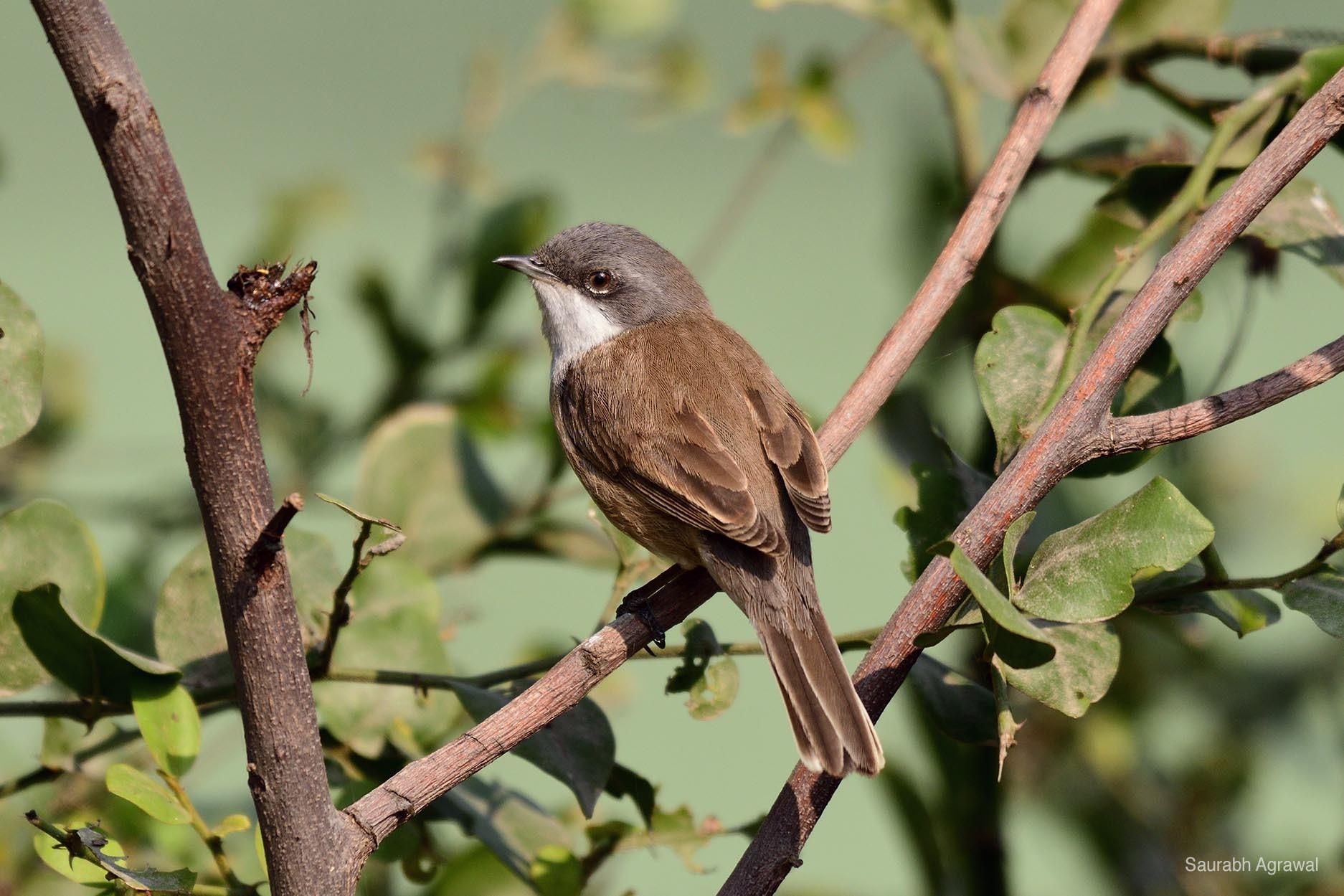 Curruca Zarcerilla