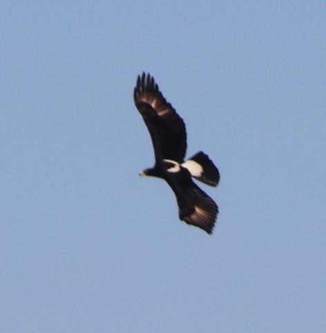Águila cafre