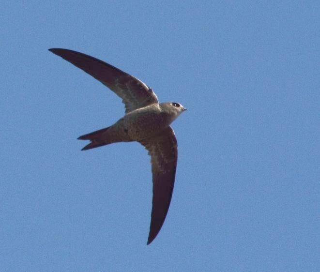 Vencejo de Namibia