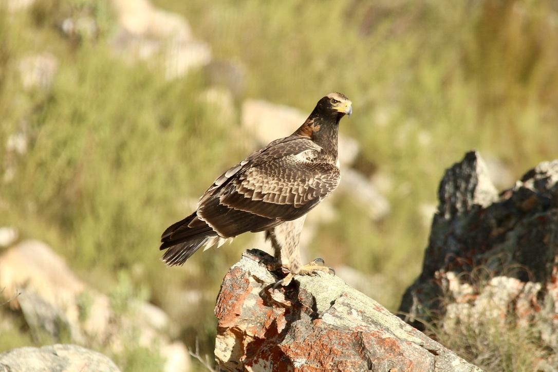 Águila cafre