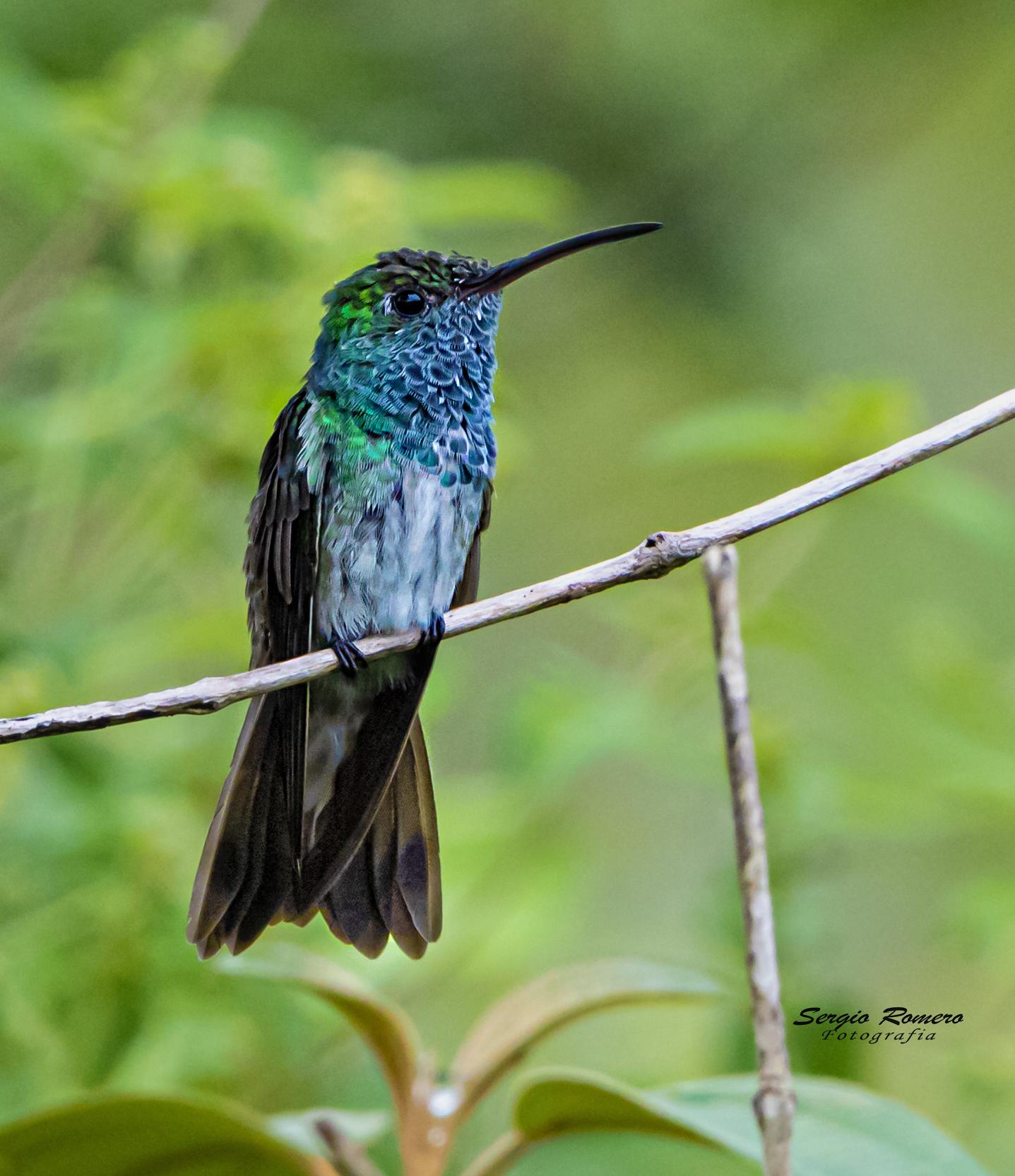 Honduran Emerald
