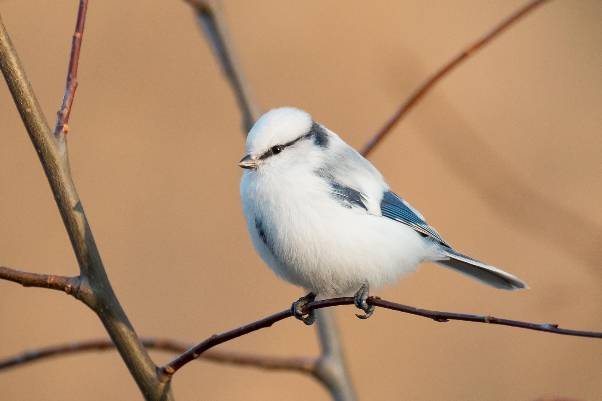 Azure Tit