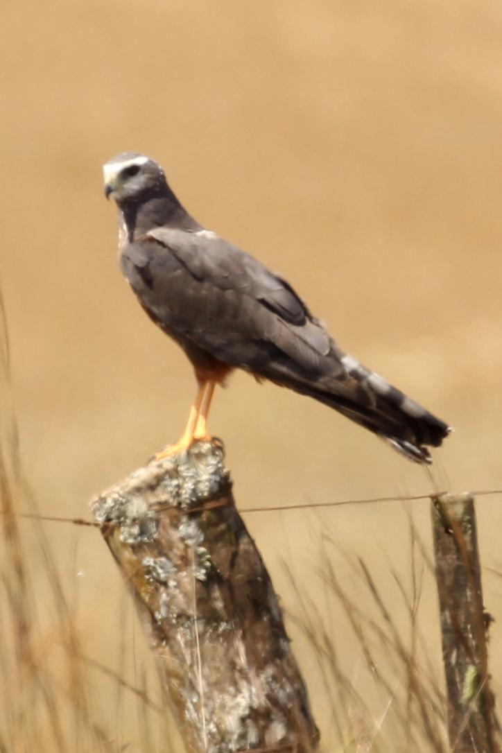 Aguilucho de Azara
