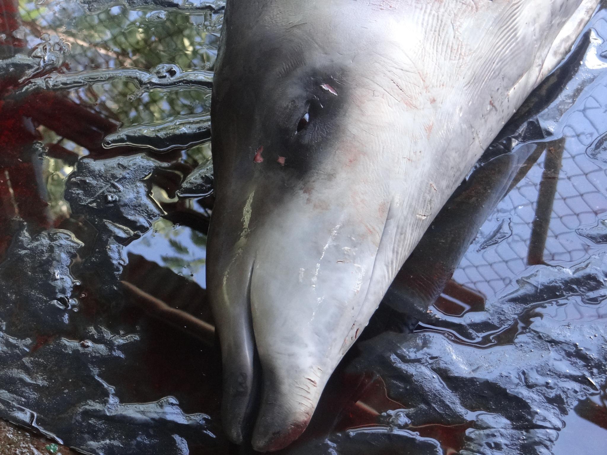 Ballena picuda peruana