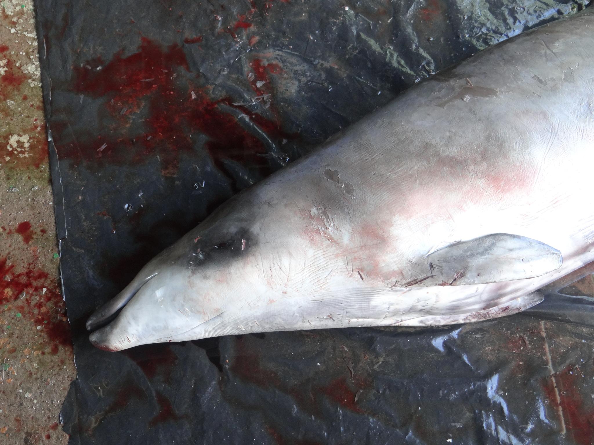 Ballena picuda peruana