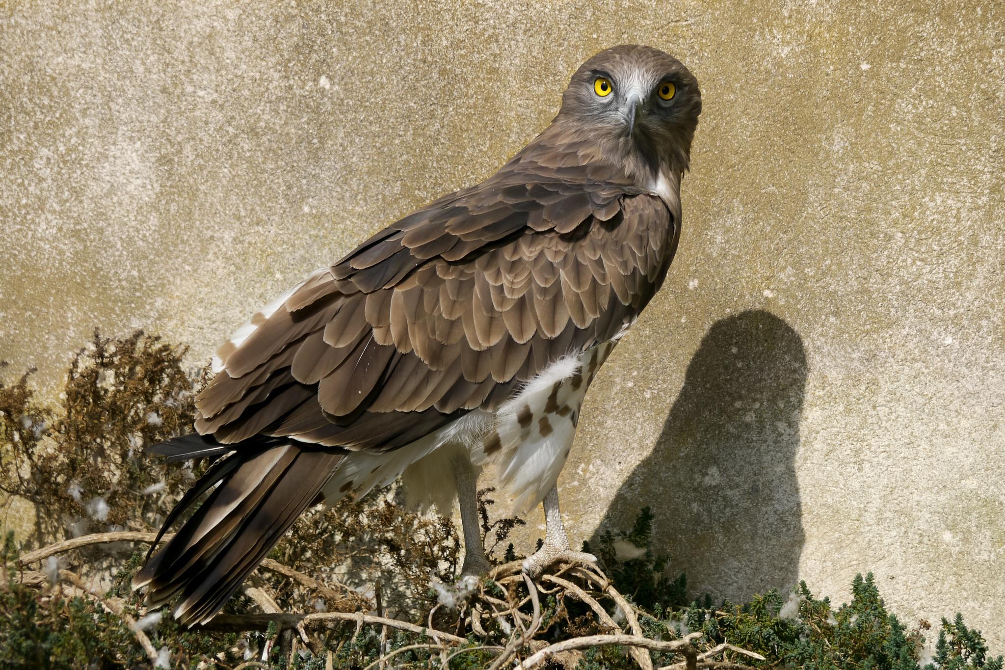 Culebrera europea
