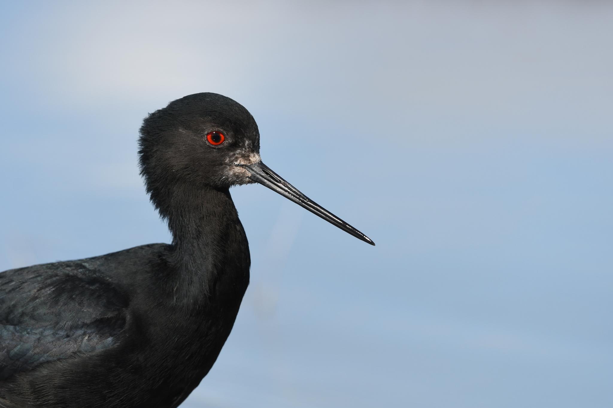 Cigueñuela Negra