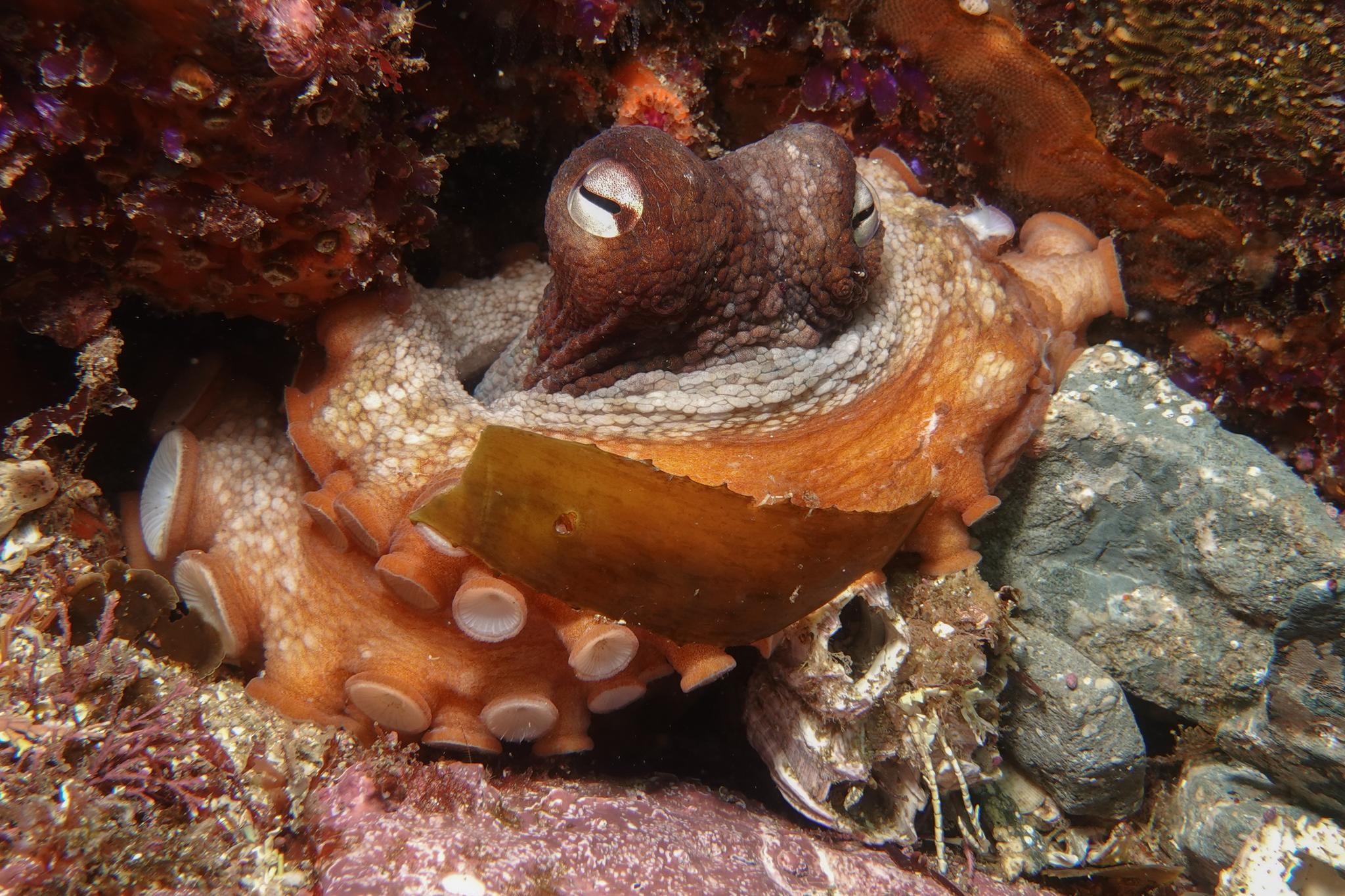 Common Sydney Octopus