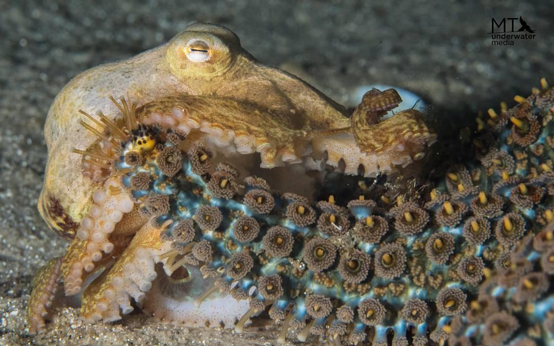 Southern Keeled Octopus