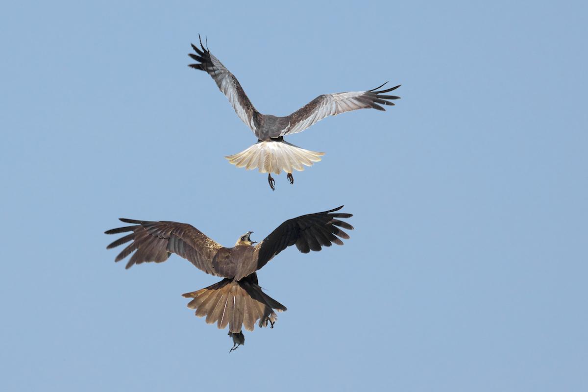 Aguilucho lagunero occidental