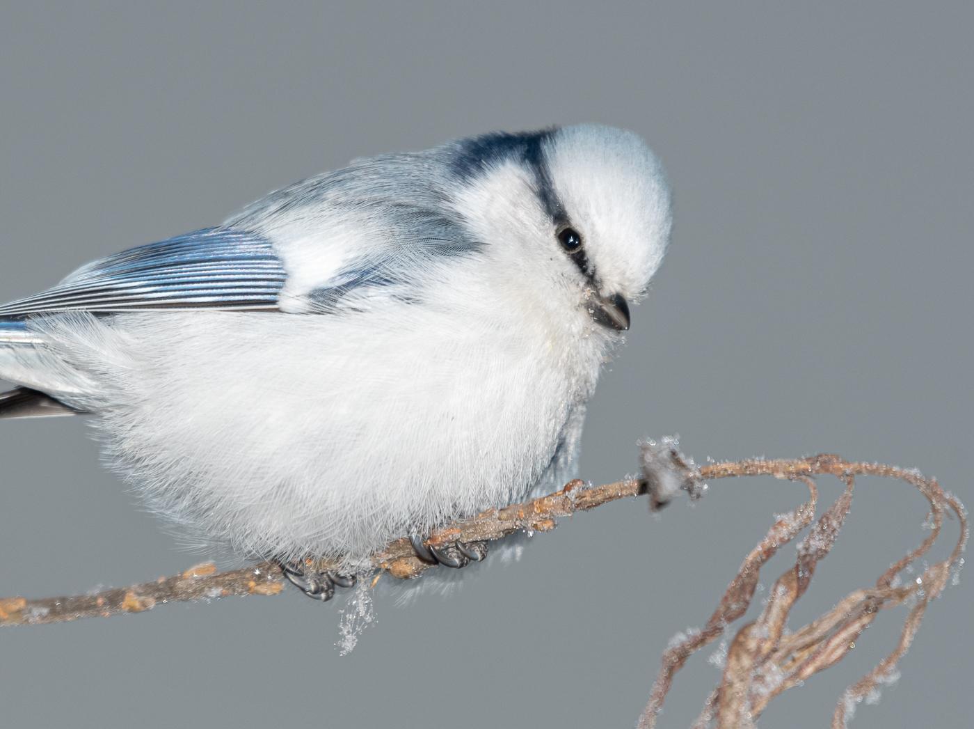Azure Tit