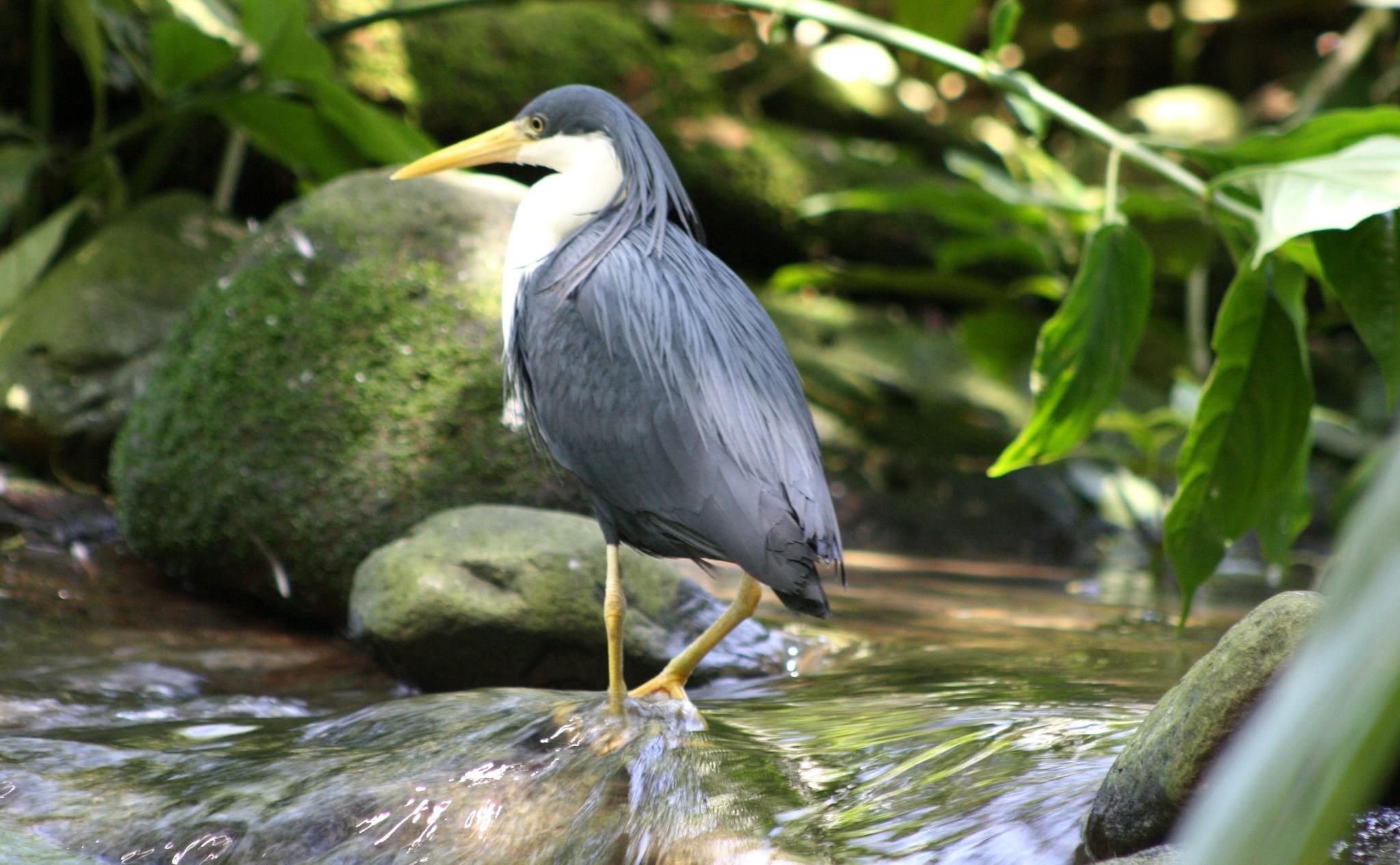 Pied Heron