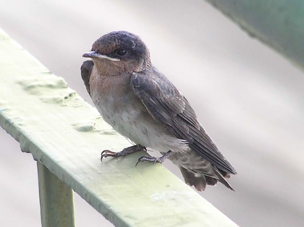 Golondrina del Pacífico