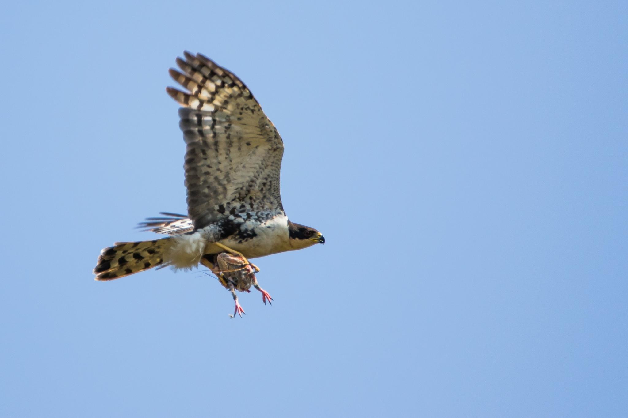 Black Goshawk