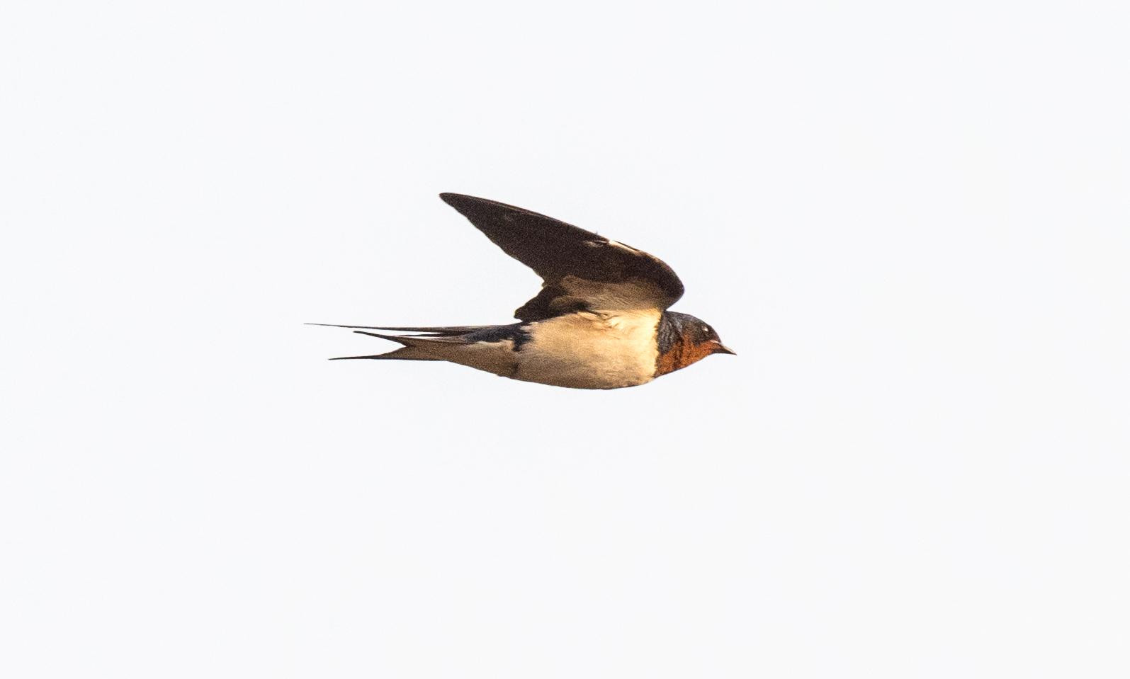 Golondrina de Guinea