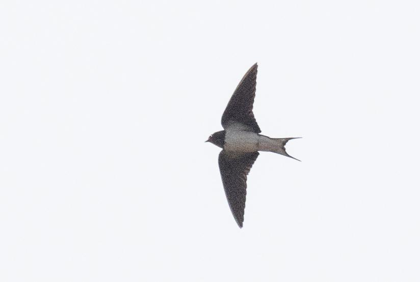 Golondrina de Guinea