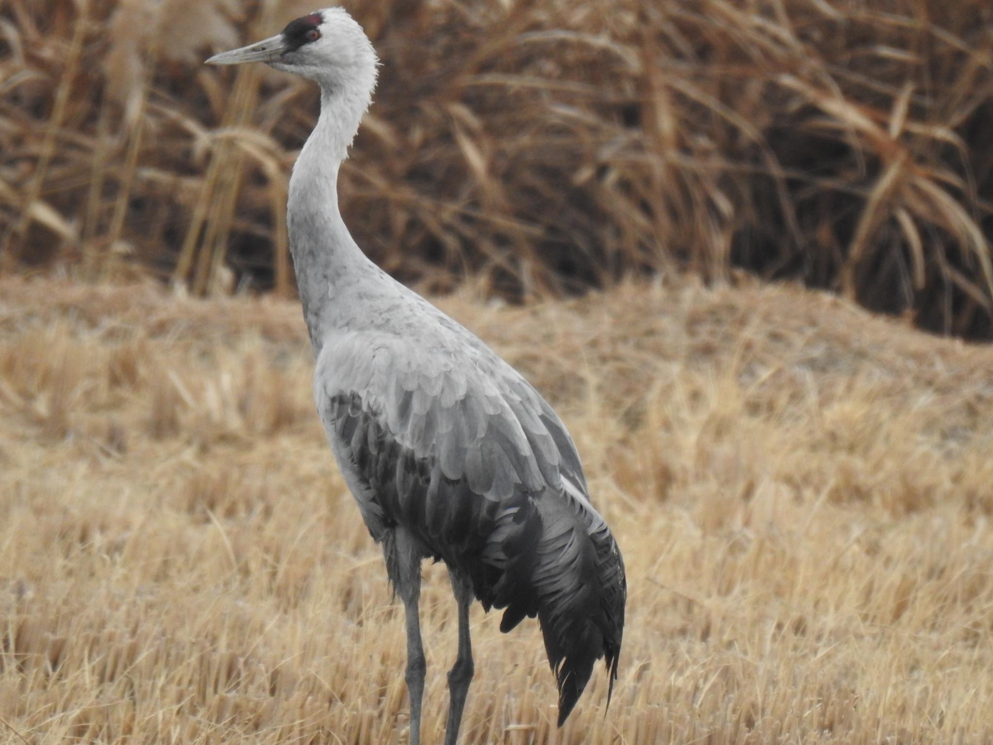 Grulla Monje