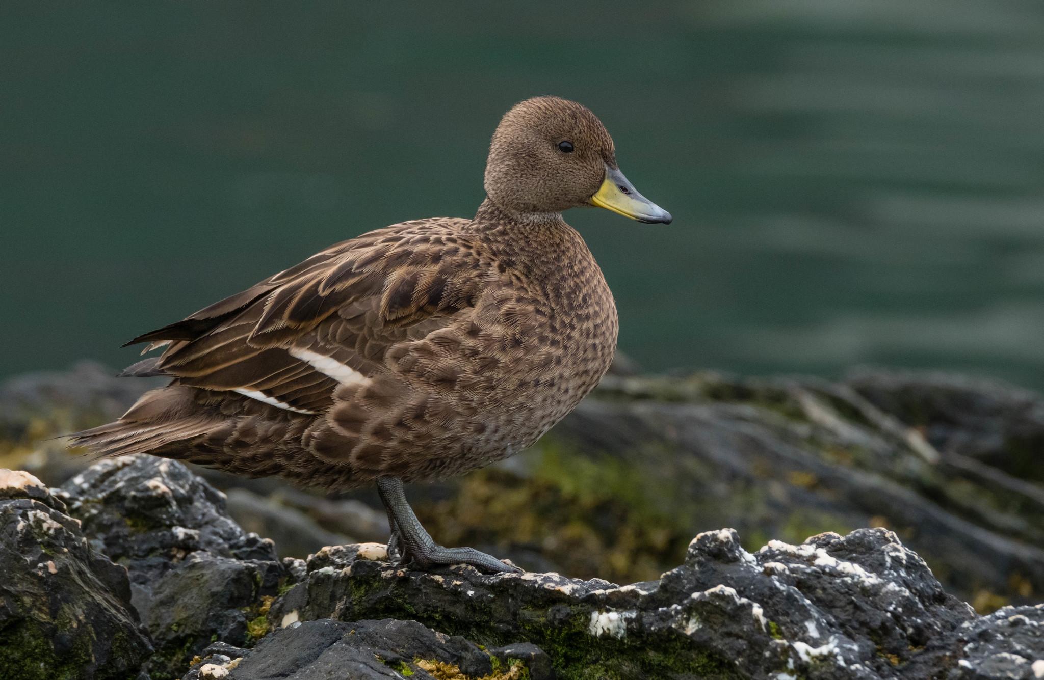 Pato maicero