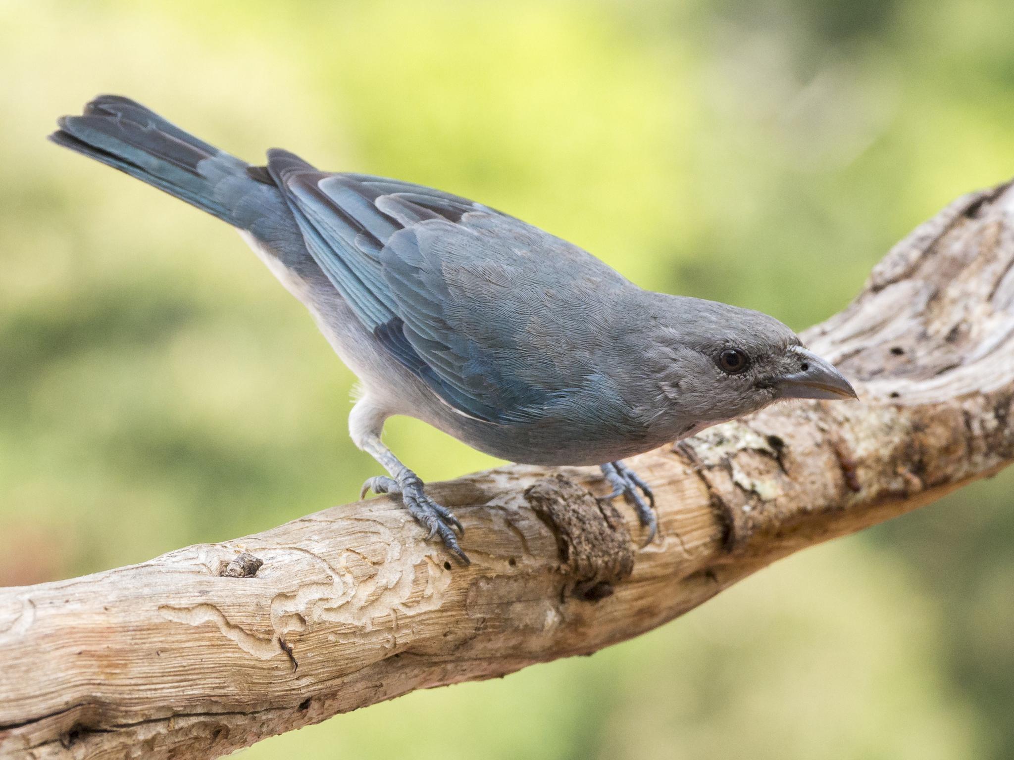 Glaucous Tanager