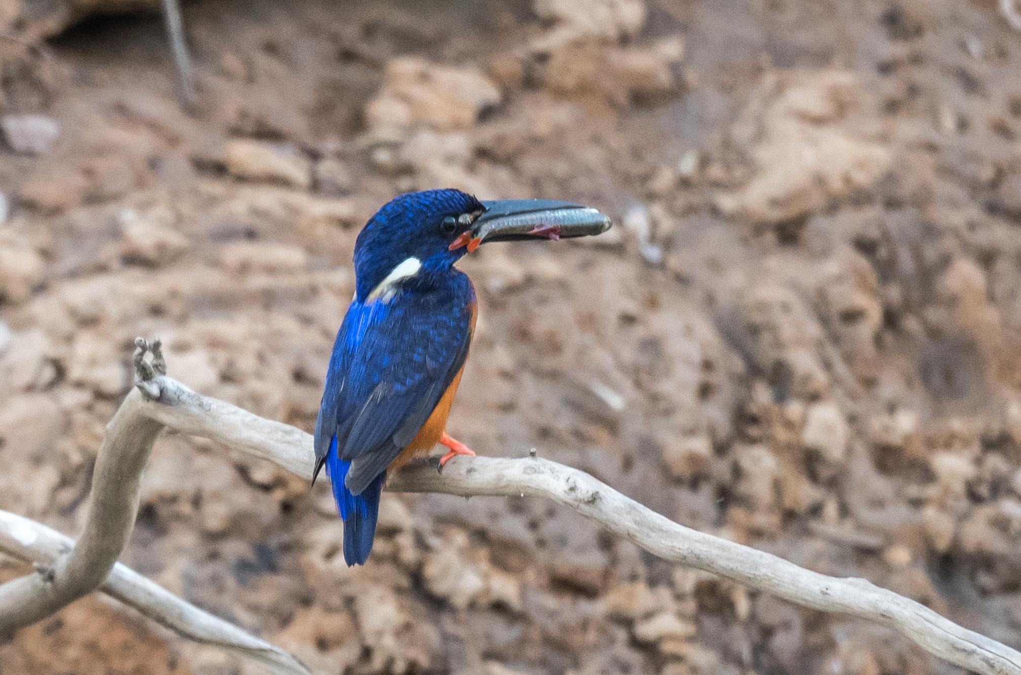 Martín Pescador Azul Brillante