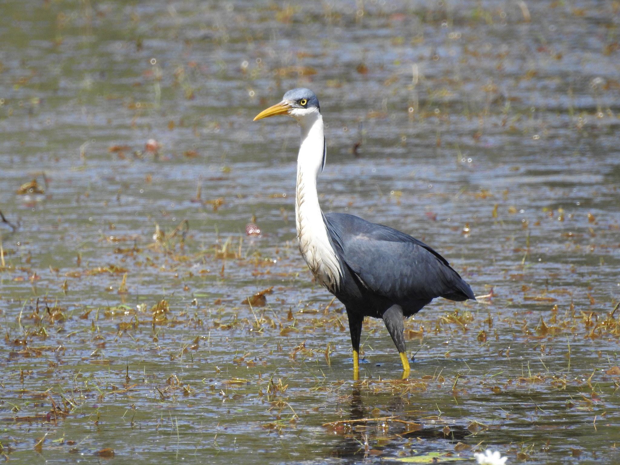 Pied Heron