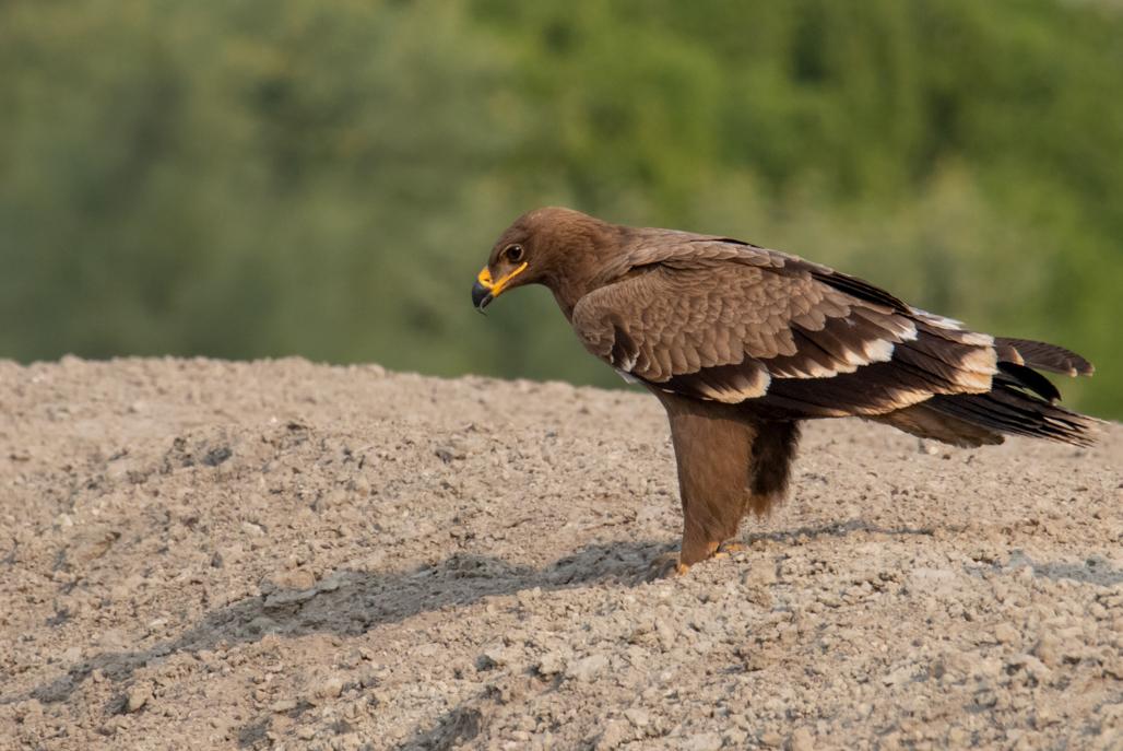 Águila esteparia