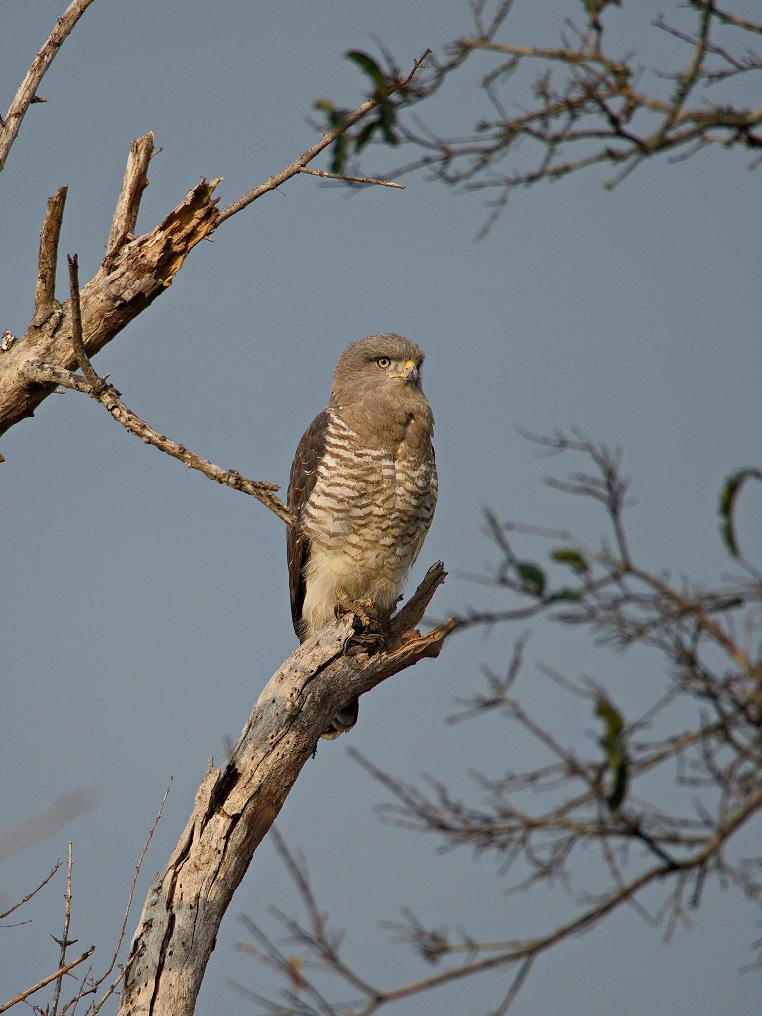 Culebrera barreada
