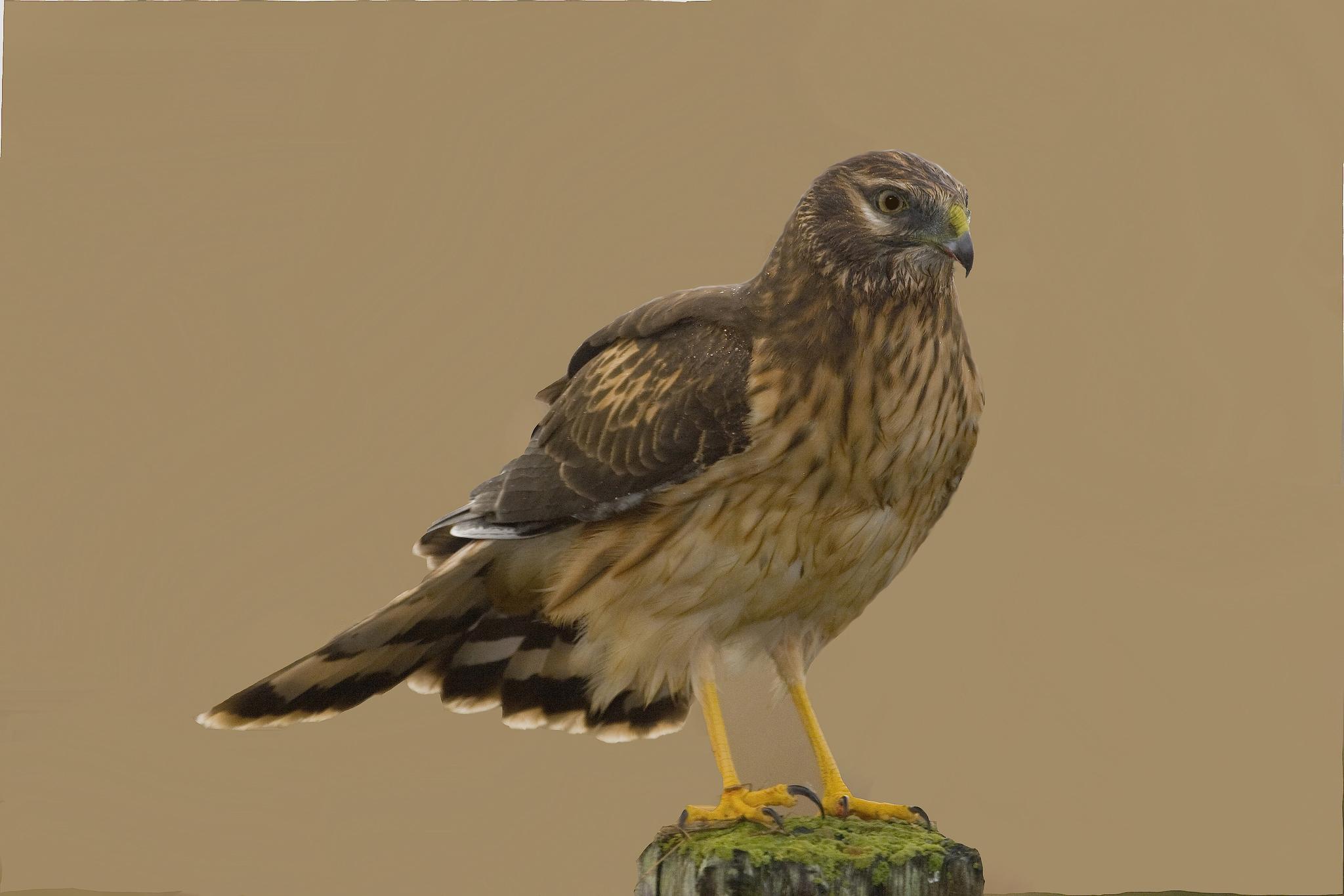 Aguilucho pálido