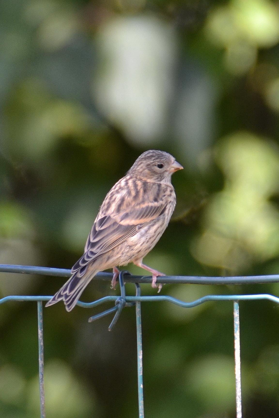 European Serin