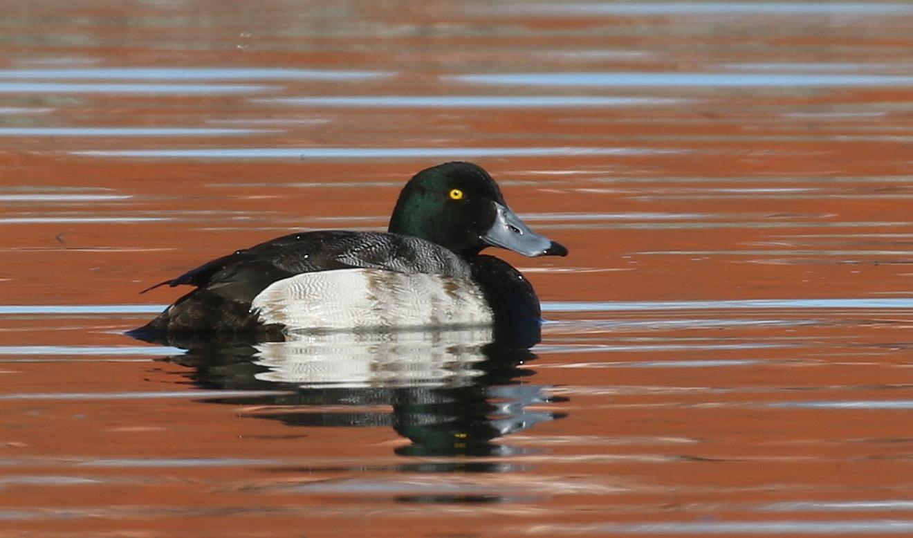 Pato Boludo Mayor