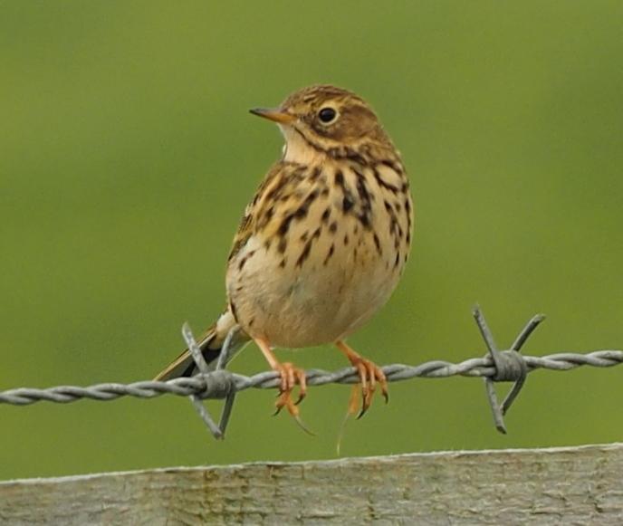 Bisbita pratense