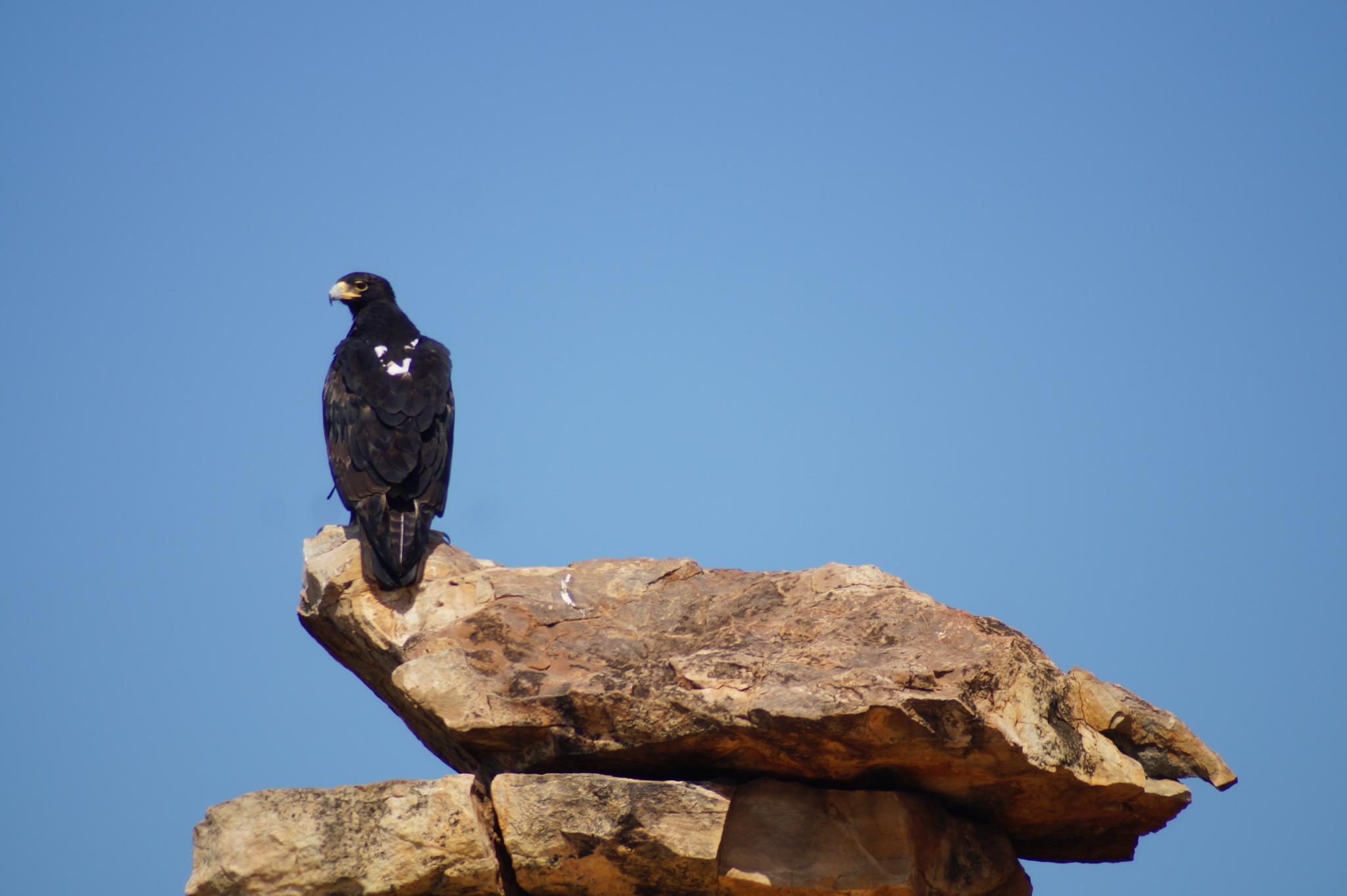 Águila cafre
