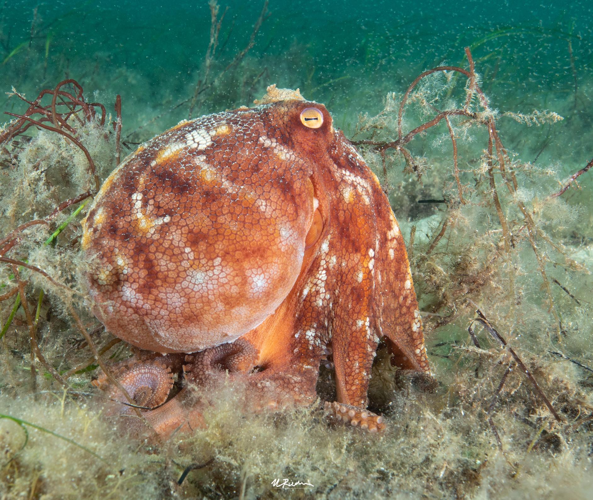 Pulpo pálido