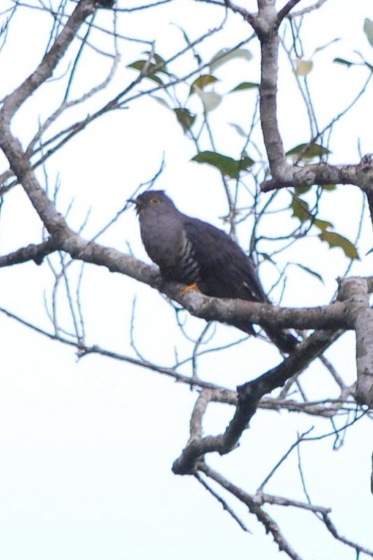 Cuco de Sonda