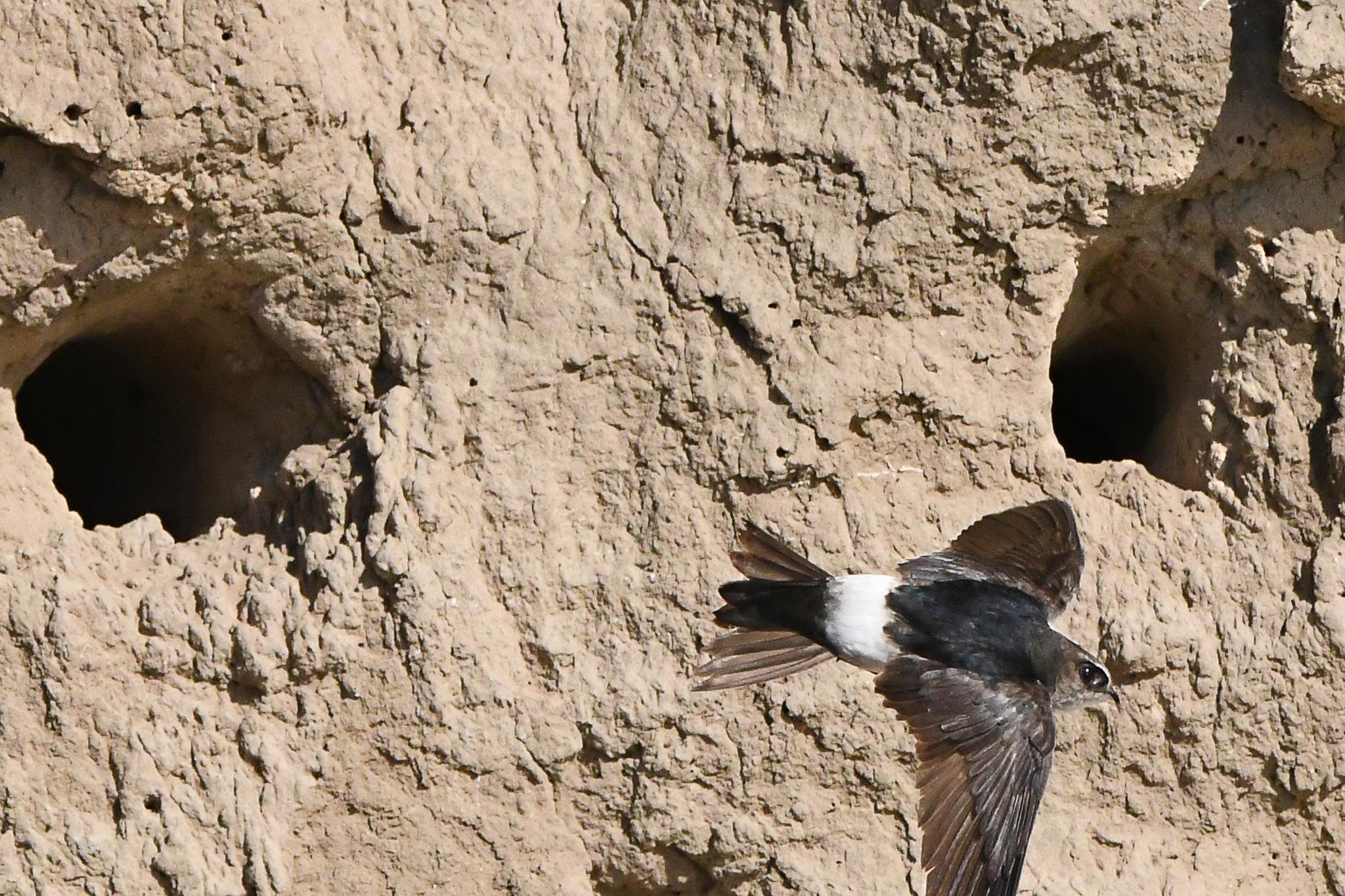 Vencejo Horus